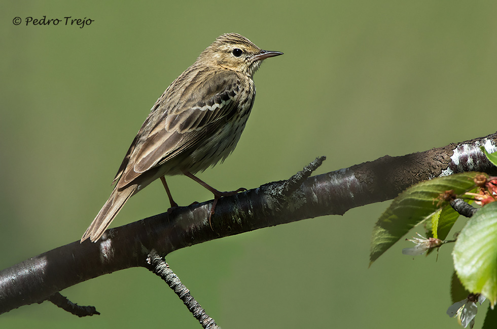 Bisbita arbóreo (Anthus trivialis)